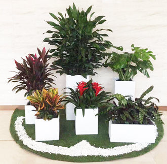 �����̻�ֲ������